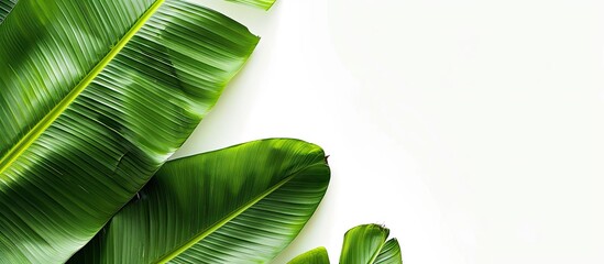 Fototapete - Background featuring a banana leaf with copy space image.