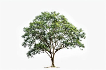 Wall Mural - Isolate Trees tree plant white background.