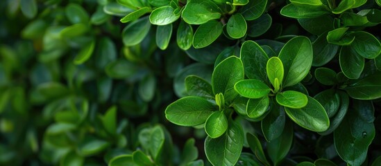 Sticker - Buxus microphylla, a Japanese boxwood bush, with a background ideal for adding text or logos - copy space image.