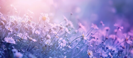 Poster - A copy space image with violet and light blue tones featuring chamomile and daisies on the left side of a meadow in a horizontal layout.