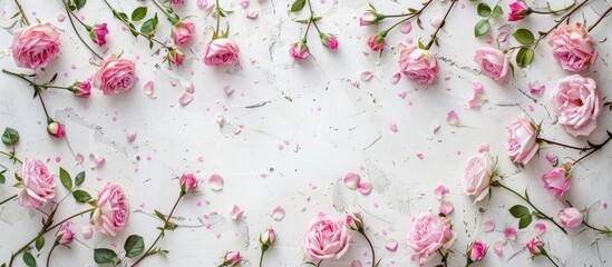 Fototapete - Top-down view of a frame created from rose blossoms on a blank white backdrop, featuring a flat lay design with ample copy space image.