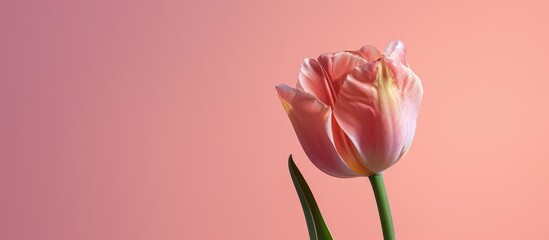 Aufkleber - A tulip placed against a soft pink background, creating a serene copy space image.