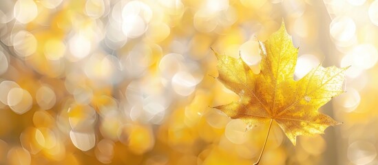 Poster - Fall-themed image with a yellow maple leaf on a blurred background, ideal for creating a seasonal greeting card with copy space.
