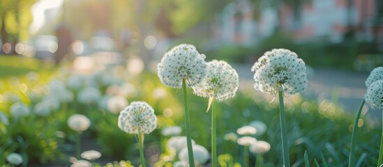 Canvas Print - Onion skoroda flowers bloom in the flowerbed, enhancing the urban environment. The background features selective focus, providing a copy space image.