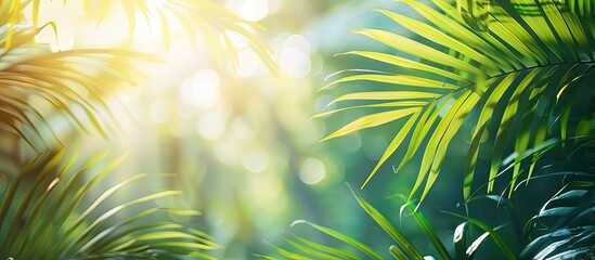 Poster - Sunny day shining on green palm leaves with copy space image available.