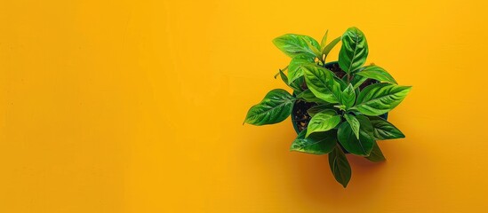 Poster - Top view of a small houseplant on a yellow backdrop with copy space image.