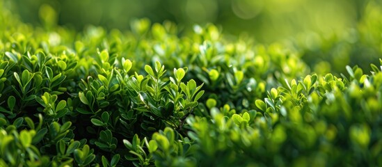 Wall Mural - buxus microphylla, a japanese boxwood bush, with a background ideal for adding text or logos - copy 