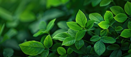 Poster - Macro photo of a background of green leaves with copy space image.