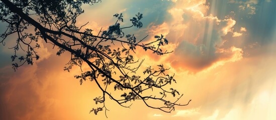 Canvas Print - Sunrise sky with rain clouds and silhouette tree branches creates a natural background with copy space image.