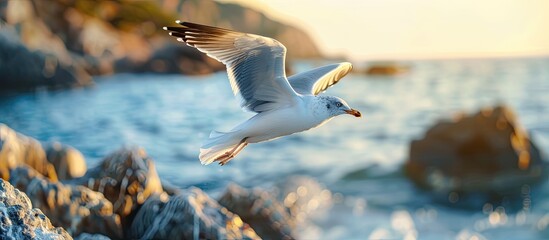 Poster - A seagull soars gracefully over rocks towards the ocean with copy space image opportunity.