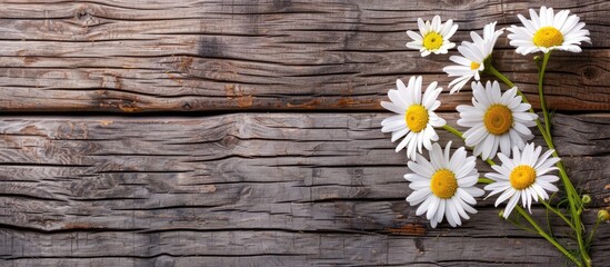 Poster - Weathered wood background with daisy flowers provides a copy space image.