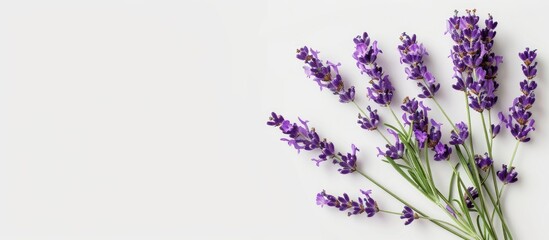 Poster - Lavender flowers arranged against a plain white backdrop, ideal for a copy space image.
