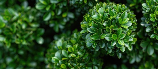 Wall Mural - buxus microphylla, a japanese boxwood bush, with a background ideal for adding text or logos - copy 