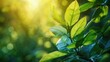 © TheWaterMeloonProjec - Nature view of green leaf with sunlight background for background concept