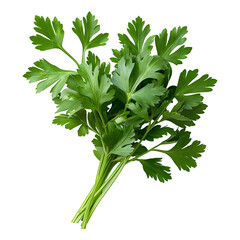 parsley fresh herb isolated on alpha png background