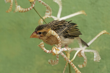 Wall Mural - A streaked weaver bird is looking for food in the scorpion orchid flowers. This beautiful bird has the scientific name Ploceus manyar.