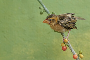 Wall Mural - A streaked weaver bird was perched on a branch of a wild plant covered in fruit. This beautiful bird has the scientific name Ploceus manyar.