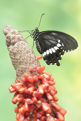 Wall Mural - A common mormon butterfly is perched on an anthurium fruit bulb. This beautiful insect has the scientific name Papilio polytes.