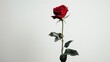 © 2rogan - Red rose standing alone on white background
