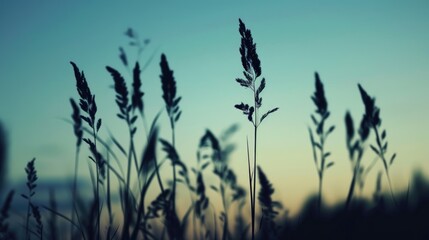 Poster - The silhouette of blossoming grass against the distant sky