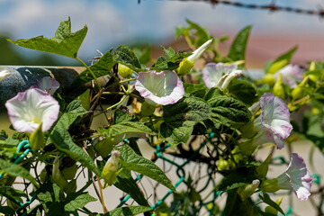 Wall Mural - Convolvulus. Species of flowering plants . Common names include bindweed and morning glory