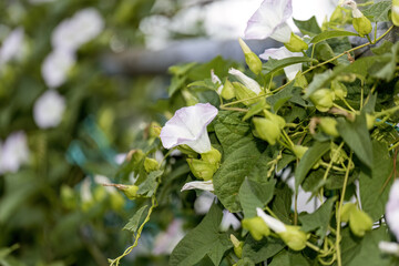 Poster - Convolvulus. Species of flowering plants . Common names include bindweed and morning glory