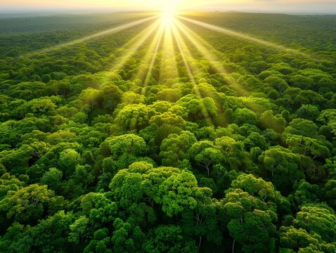 aerial view of a lush green forest with sunlight streaming through the canopy.