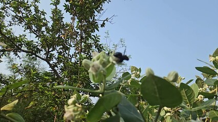 Wall Mural - Carpenter Bee