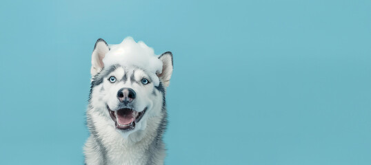 cute blue eyed husky dog was washed with shampoo and foam on its head, having a happy expression and playful mood, on a pastel blue smooth background