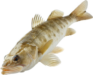 High-quality image of a freshwater fish with detailed scales and fins, isolated on a white background, ideal for educational or nature content.