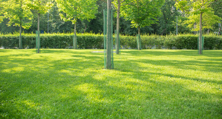 Beautiful green park at the sunny day.