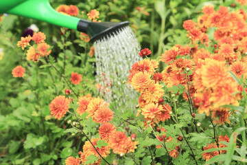 Wall Mural - Watering with watering can orange yellow chrysanthemum flowers outdoors in garden close up