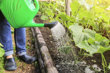 Farmer, gardener watering cucumber vegetables from water in watering can in green garden on garden bed close up. Organic farming, gardening, cultivation