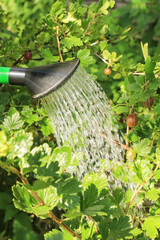 Wall Mural - Watering can with water watering gooseberry plant, bush with berries close up. Growing organic berry, food in garden