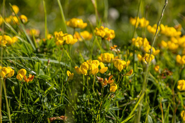 Wall Mural - Pretty birds foot trefoil flowers in the summer sunshine, with a shallow depth of field