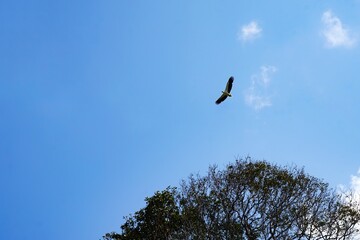 An eagle flies over a tree with blue sky background