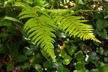 Wall Mural - fern leaf in the forest