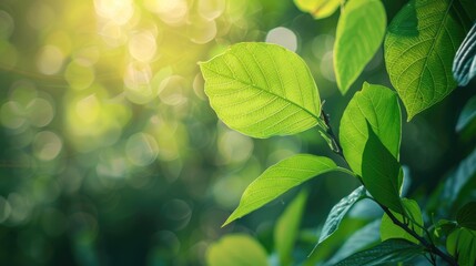 Wall Mural - green leaf texture on blurred greenery background in garden with space for text