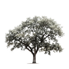 Canvas Print - A large tree stands alone on a white background