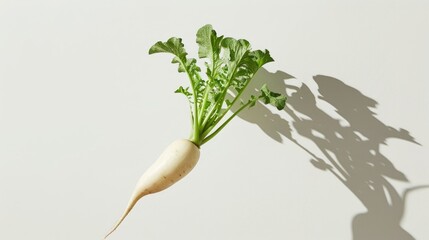 Sticker - White Korean radish floating in the air with a shadow set against a white backdrop