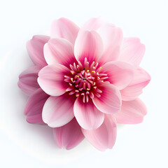 Wall Mural - Pink flower blossom top view on white background
