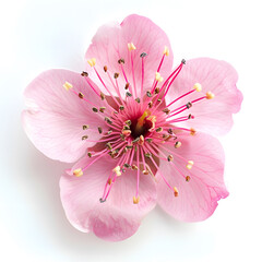 Wall Mural - Pink flower blossom top view on white background
