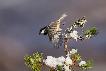 Wall Mural - Coal Tit (Periparus ater) taking off from a snow covered branch in the highlands of Scotland