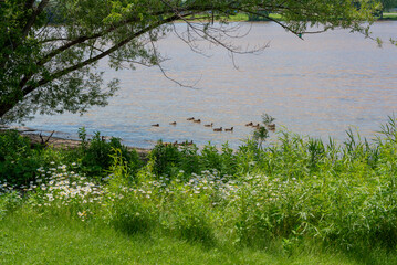 Wall Mural - Mallard Hen And Ducklings Swimming On Fox River Near De Pere, Wisconsin