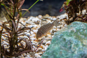 Poster - Aquarium fish catfish corydoras sterbai in a freshwater aquarium.