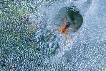 Macro image of a grass lynx spider eating small insect on spider web with dew drops in the morning time at the garden.Macro animal insect concept.