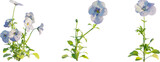 Viola tricolor, pansy plant 4k png cutout isolate