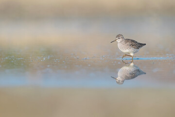 Wall Mural - Hunting food in the wetlands, the Wood sandpiper (Tringa glareola)