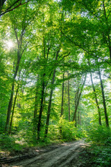  a path is in the green forest