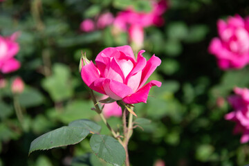 Wall Mural - Rose garden in summer. Rose bush. Beautiful fresh rose in nature. Pink roses bush in garden. Summer blooming flower. Soft flower petal. Nature in spring. Flower of rose. Macro photography